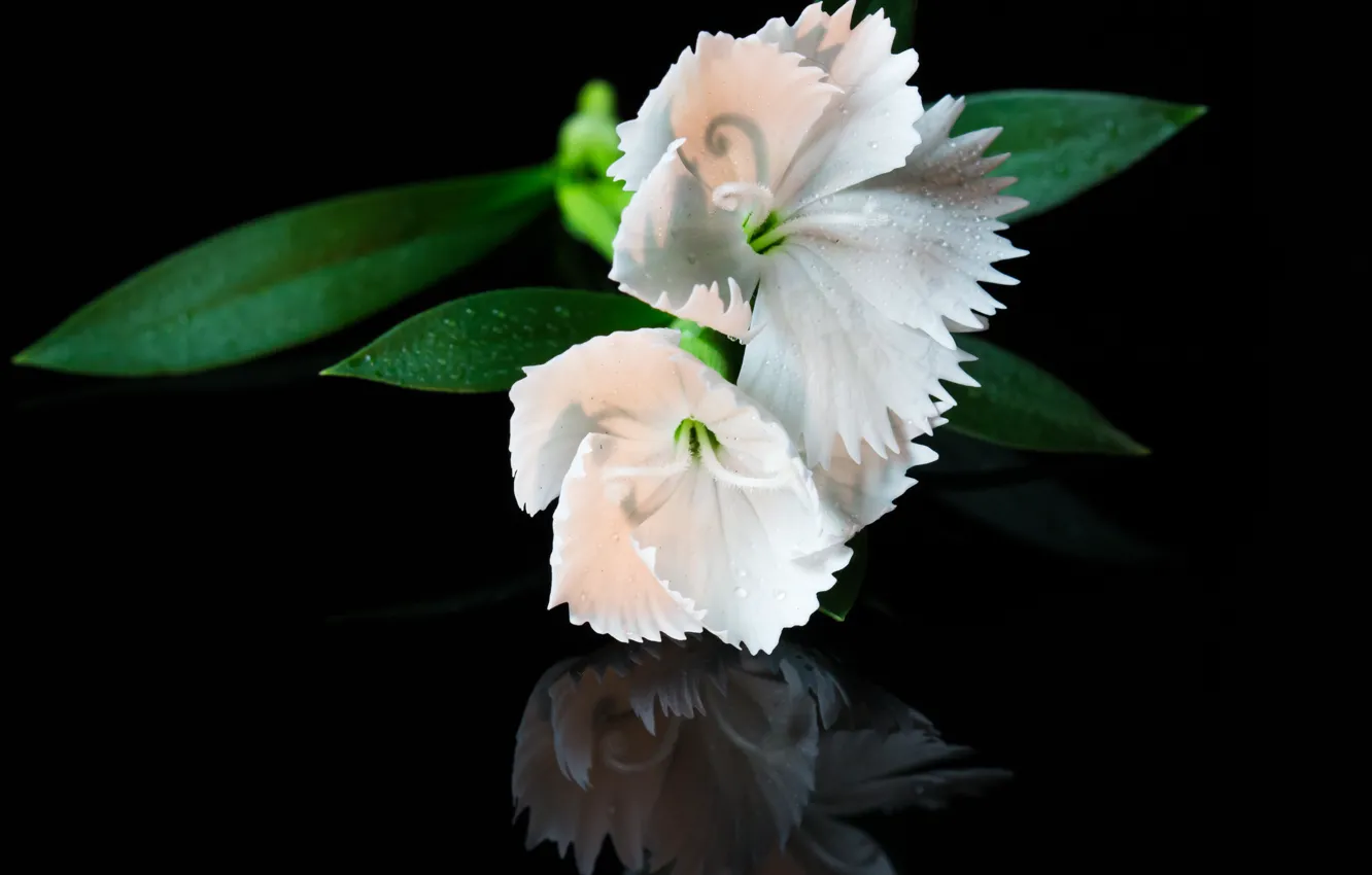 Photo wallpaper drops, macro, flowers, white, white, flowers, macro, drops