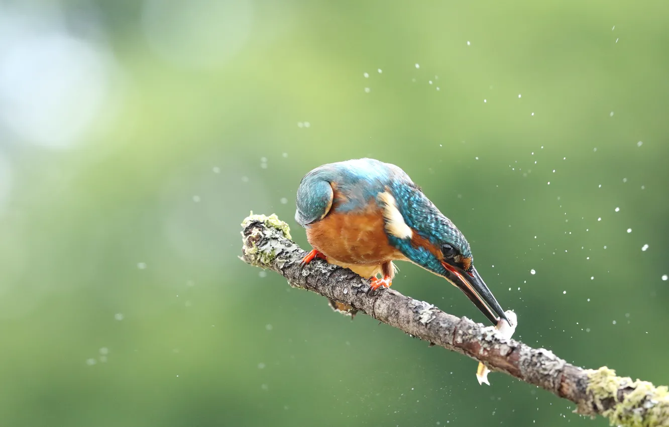 Photo wallpaper drops, fish, squirt, branches, pose, green, background, bird