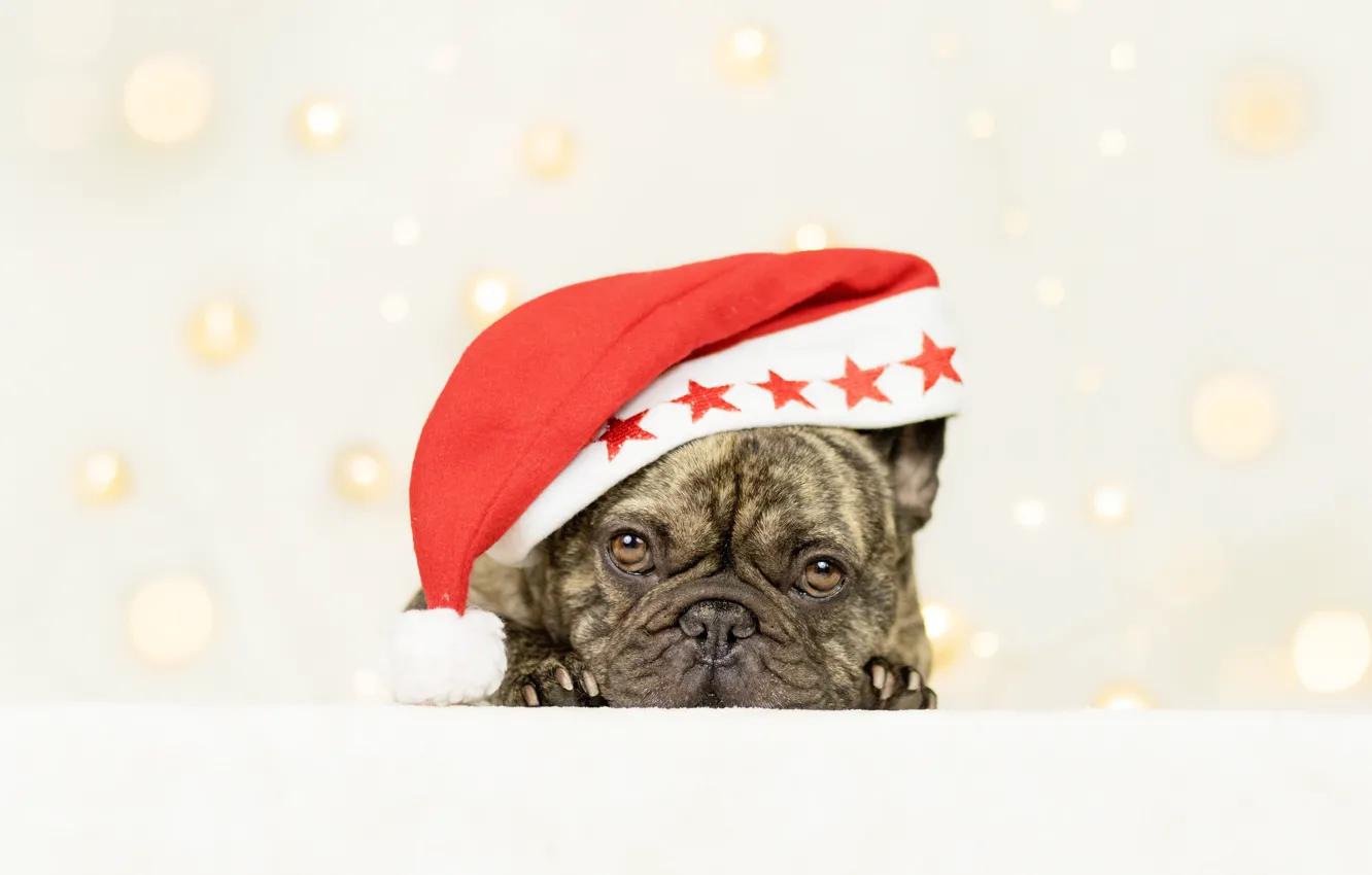 Photo wallpaper look, background, dog, face, cap, doggie, French bulldog