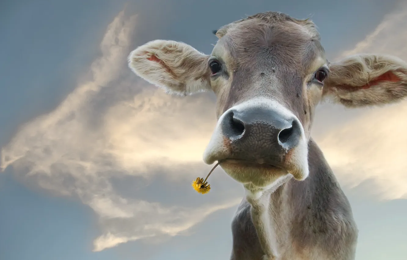 Photo wallpaper the sky, nature, cows