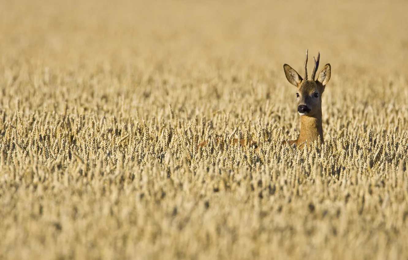 Photo wallpaper wheat, field, horns, ROE