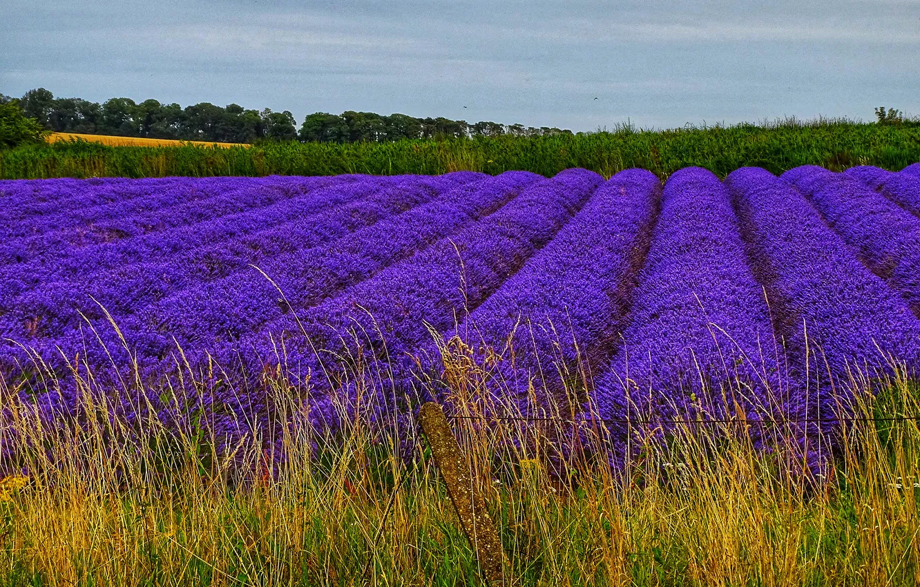 Photo wallpaper flowers, lavender, lavender field