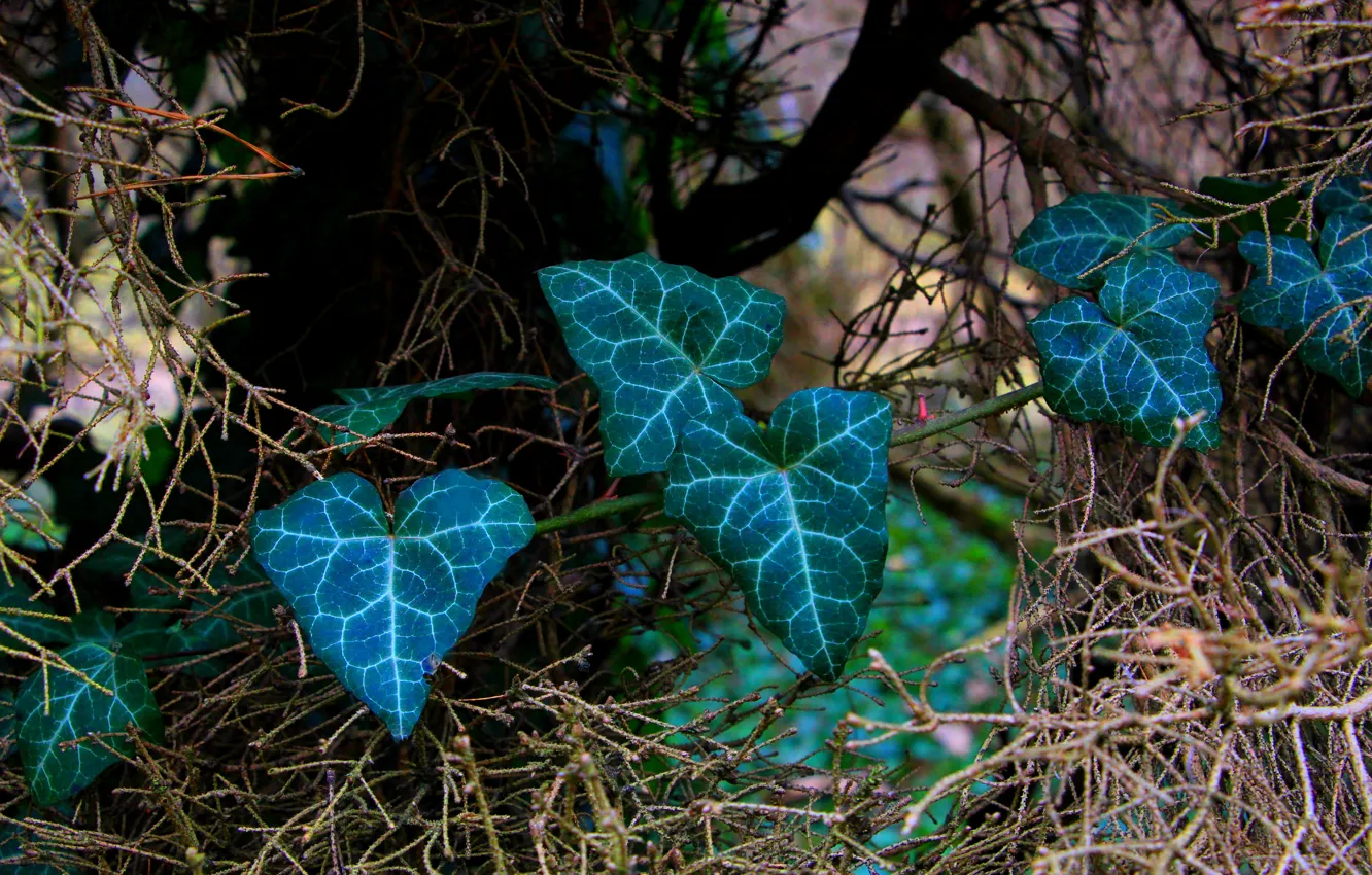 Photo wallpaper green, leaf, twig