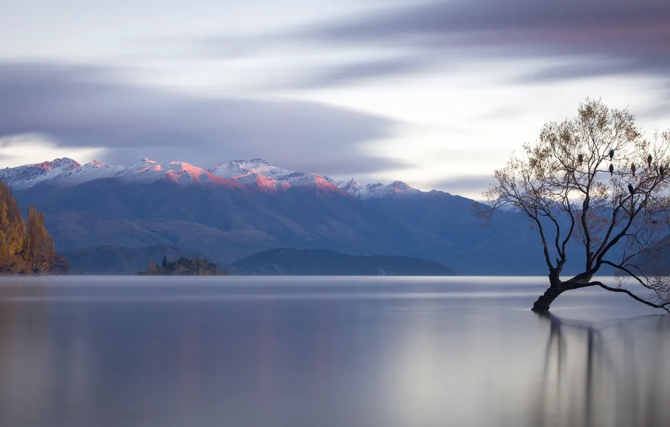 Photo wallpaper mountains, lake, tree, New Zealand, panorama, New Zealand, water surface, Lake Wanaka