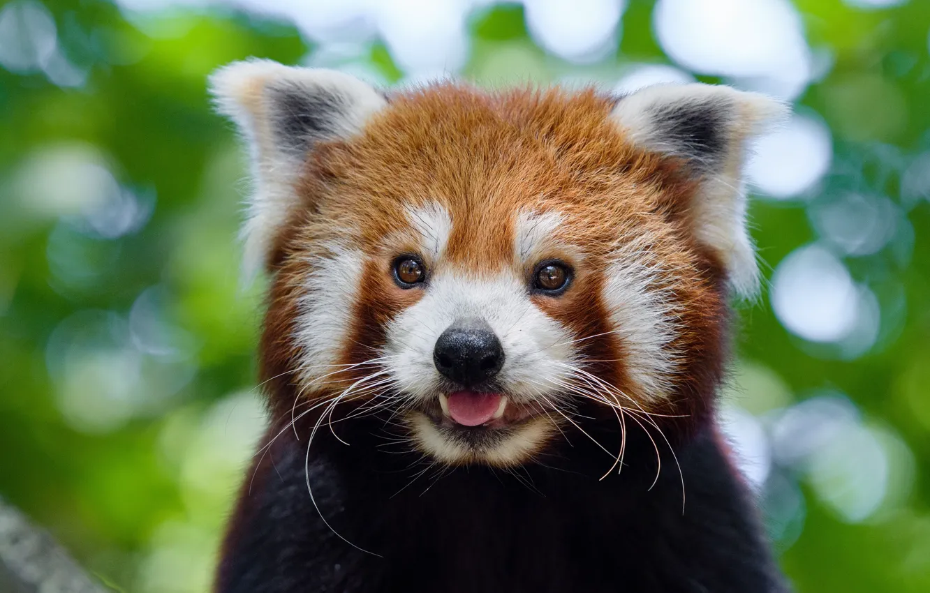 Photo wallpaper mustache, look, face, close-up, green, background, portrait, red Panda