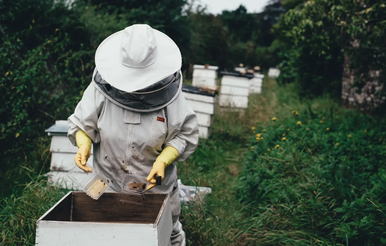 Photo wallpaper forest, cell, bees, honey, beehive, beekeeper, apiary, hives