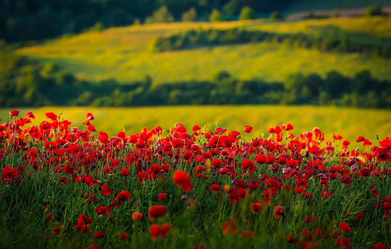 Photo wallpaper field, Maki, meadow