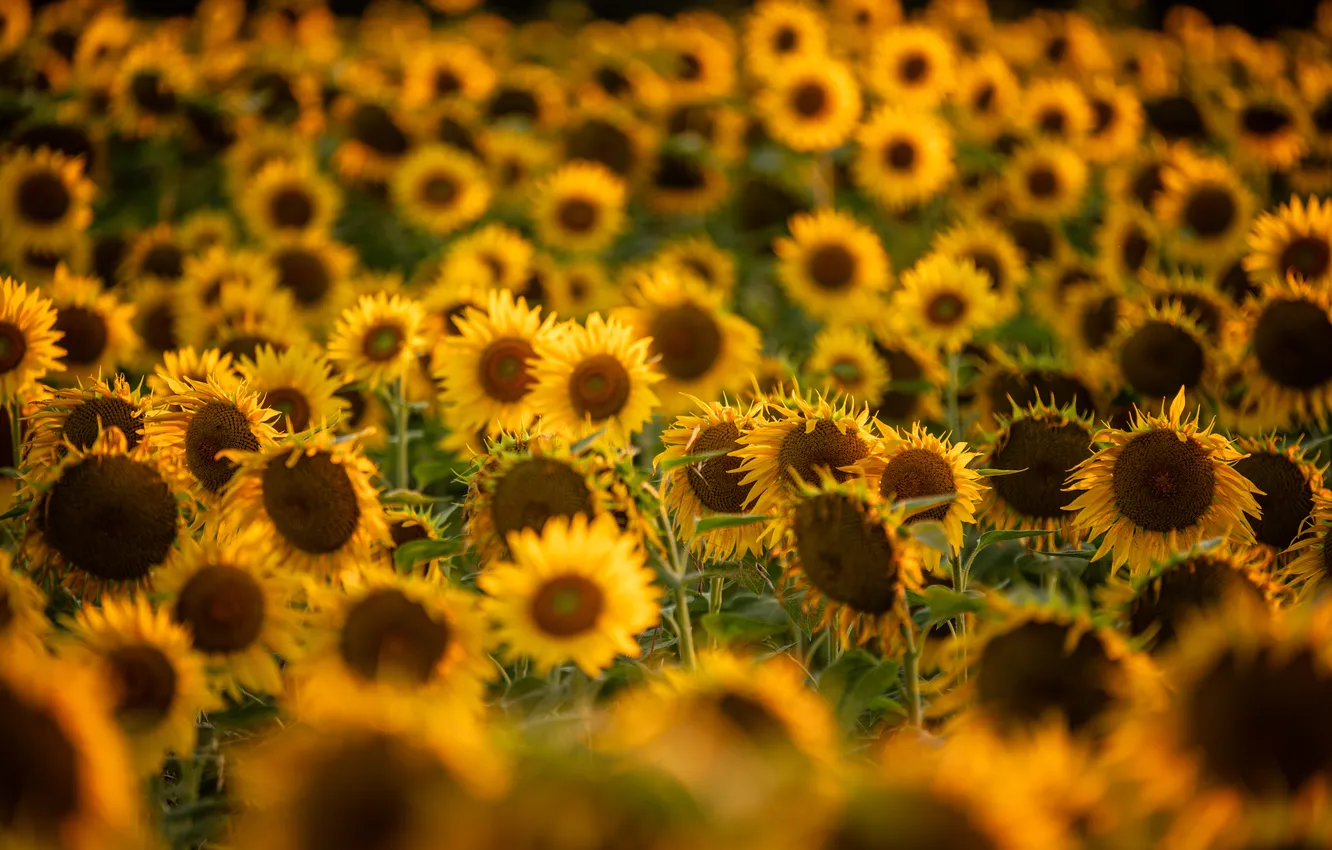 Photo wallpaper field, summer, sunflowers