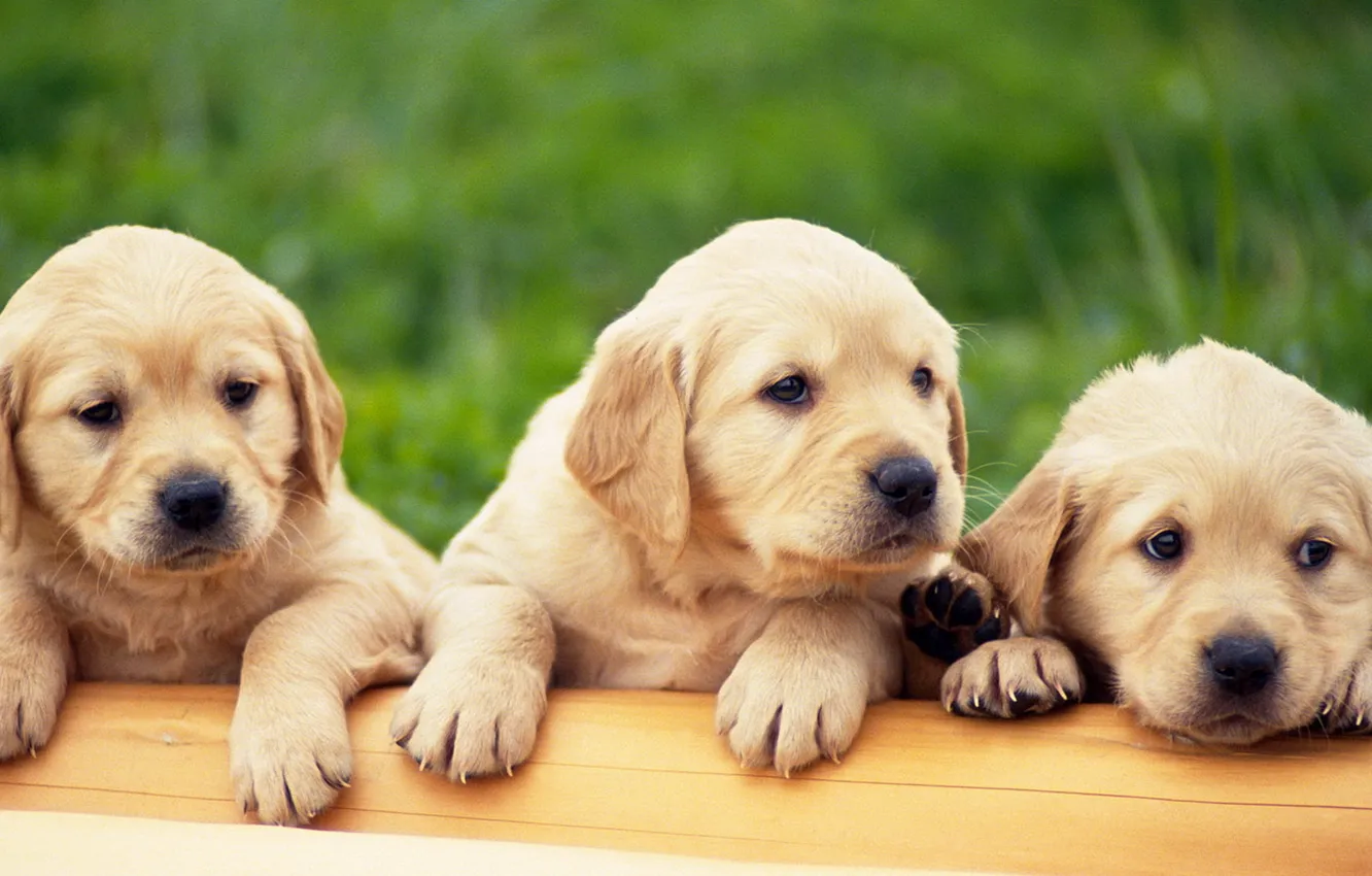 Photo wallpaper Puppies, Labrador, 3 pieces, golden retriver