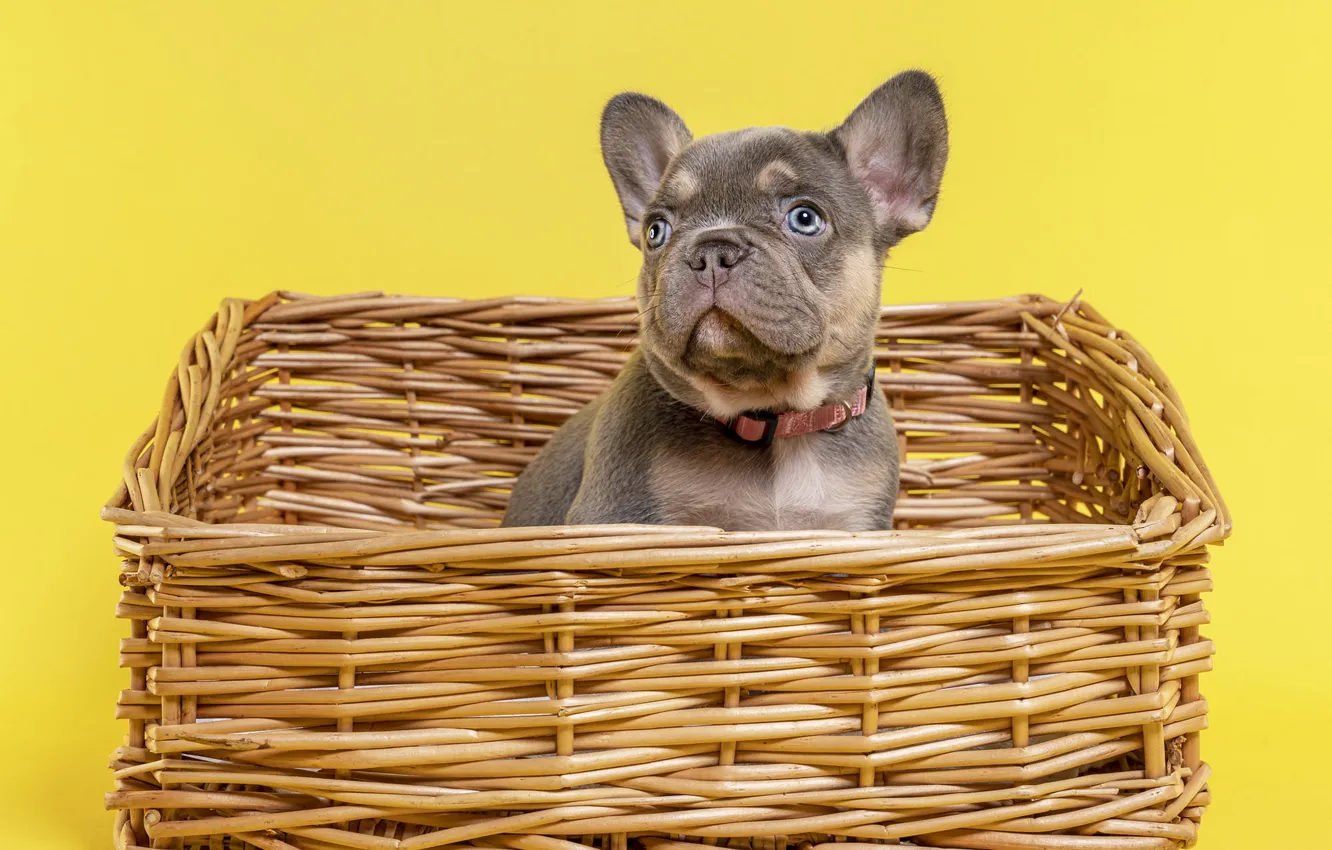 Photo wallpaper look, pose, background, dog, baby, puppy, collar, face