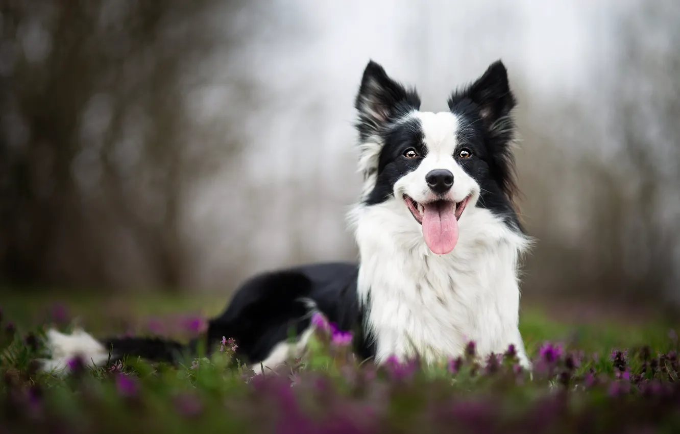 Photo wallpaper language, look, face, flowers, nature, pose, glade, portrait