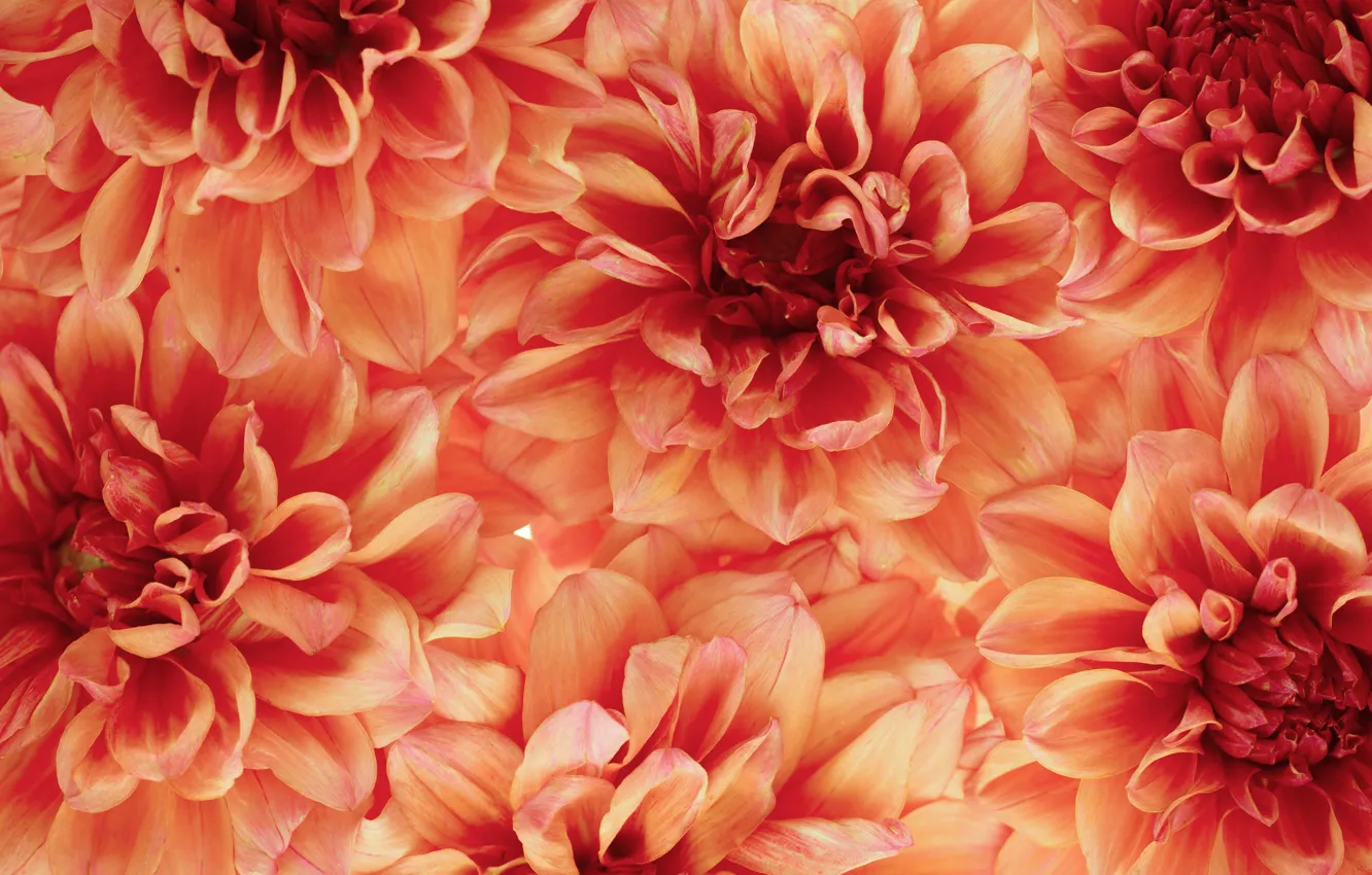 Photo wallpaper flowers, orange, petals, a lot, dahlias