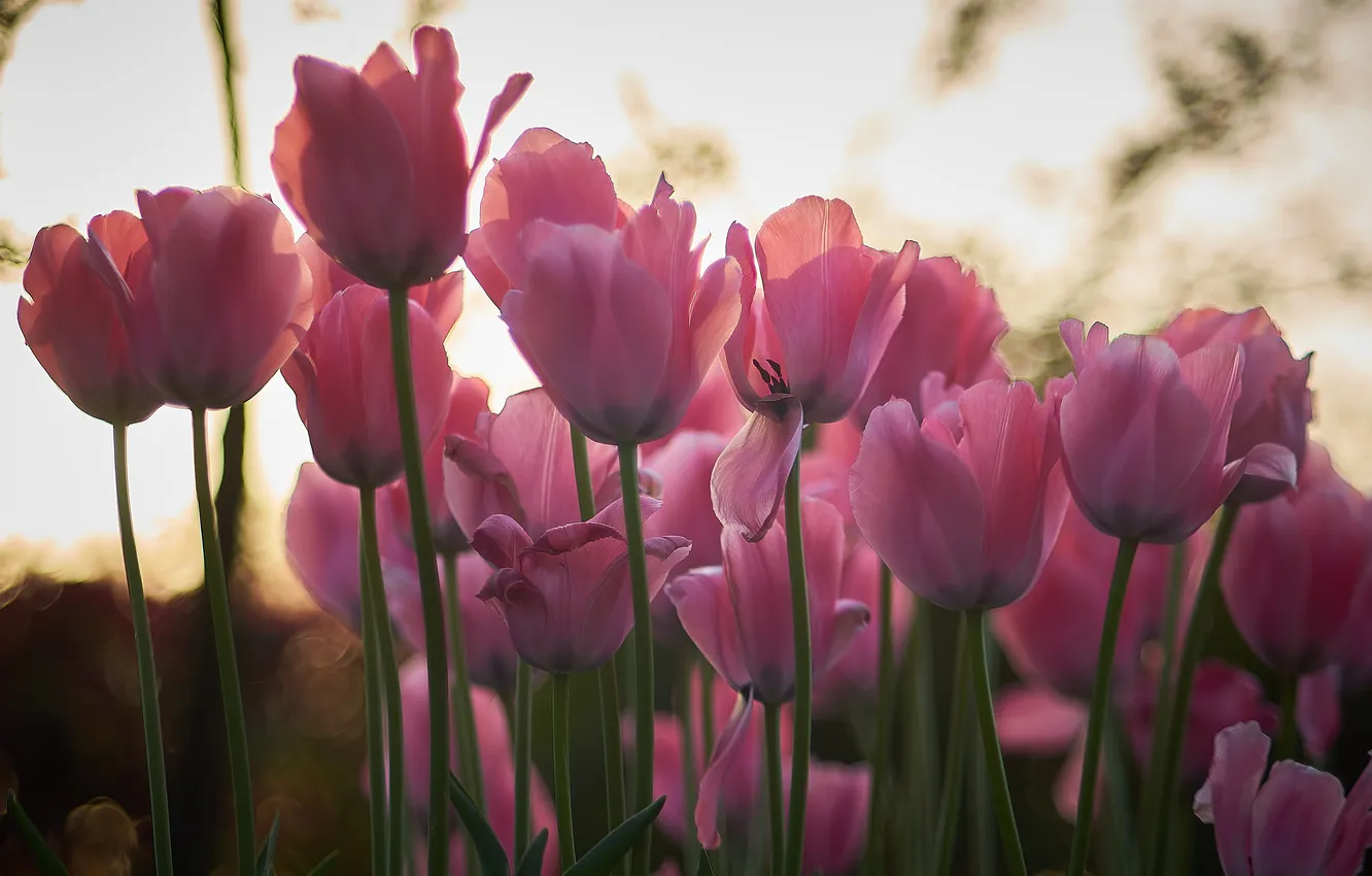Photo wallpaper light, flowers, blur, spring, garden, stem, tulips, pink