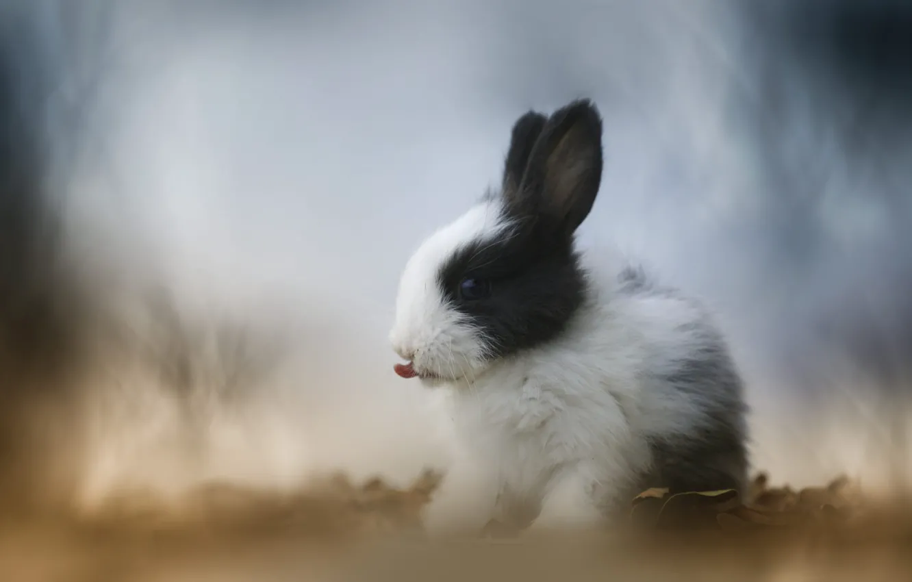 Photo wallpaper rabbit, hare, rabbit, glade, hare, language