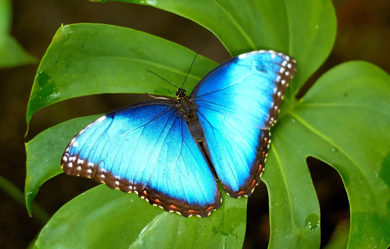 Photo wallpaper leaves, butterfly, wings, beautiful, closeup