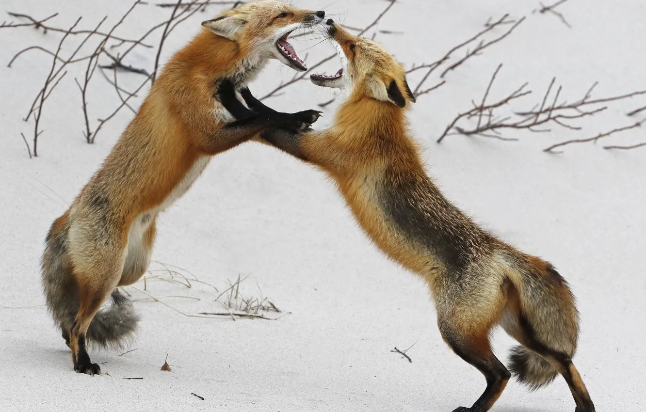 Photo wallpaper winter, nature, Fox