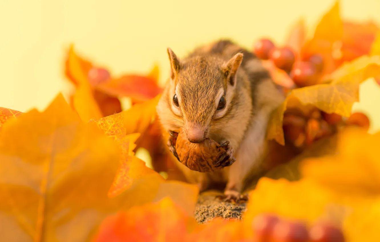 Photo wallpaper autumn, leaves, berries, sprig, Chipmunk, nuts, autumn, leaves