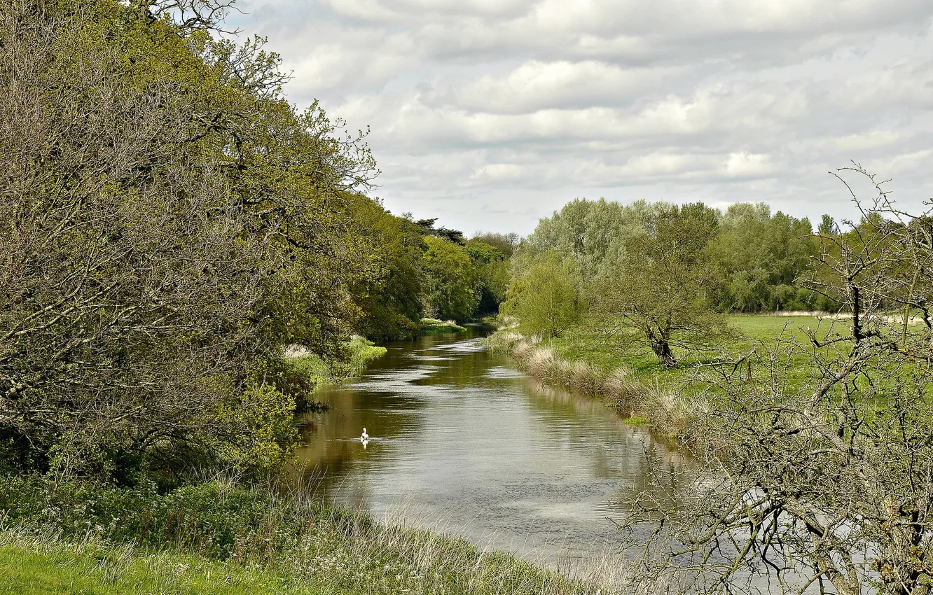 Photo wallpaper field, forest, river, duck