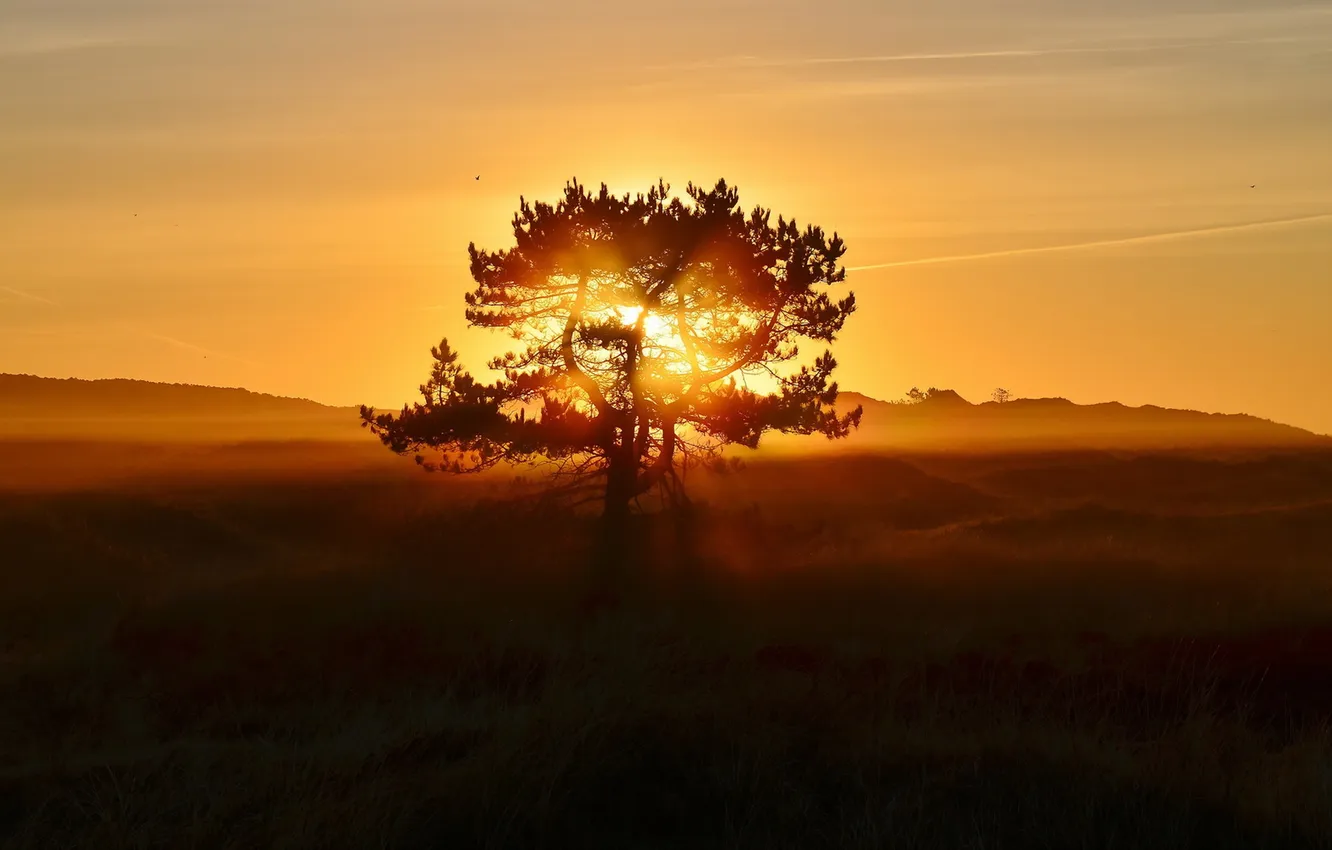Photo wallpaper trees, landscape, sunset