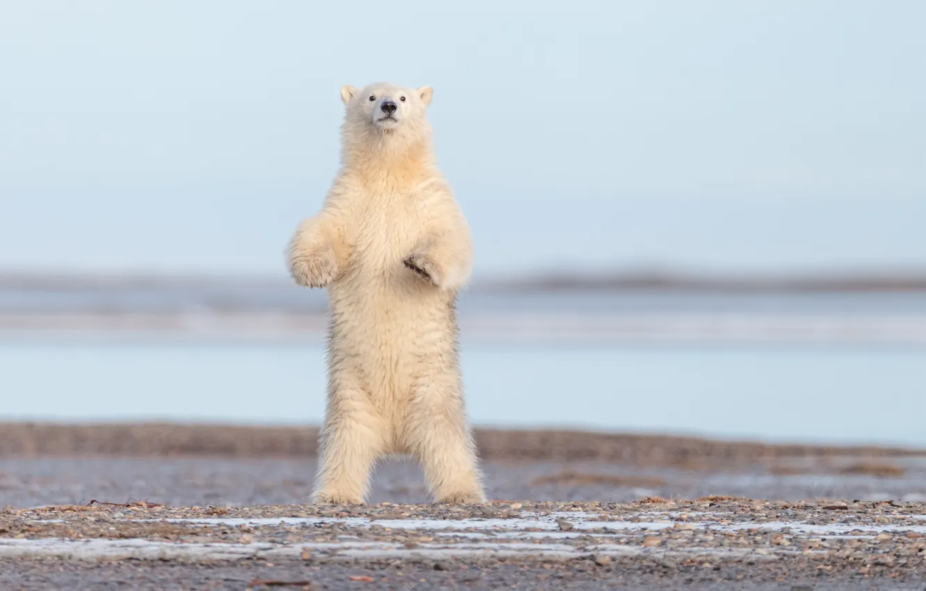Photo wallpaper bear, Alaska, polar bear, stand, polar bear