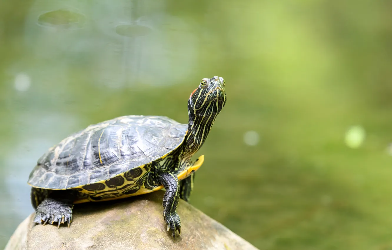 Photo wallpaper greens, water, stones, turtle, bokeh, closeup