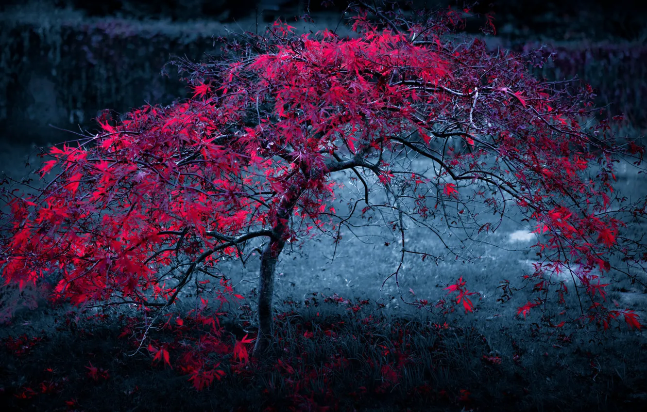 Photo wallpaper trees, red, dark