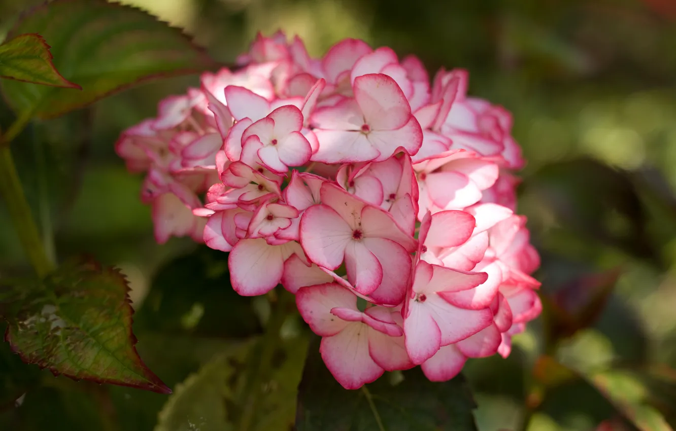 Photo wallpaper macro, hydrangea, inflorescence