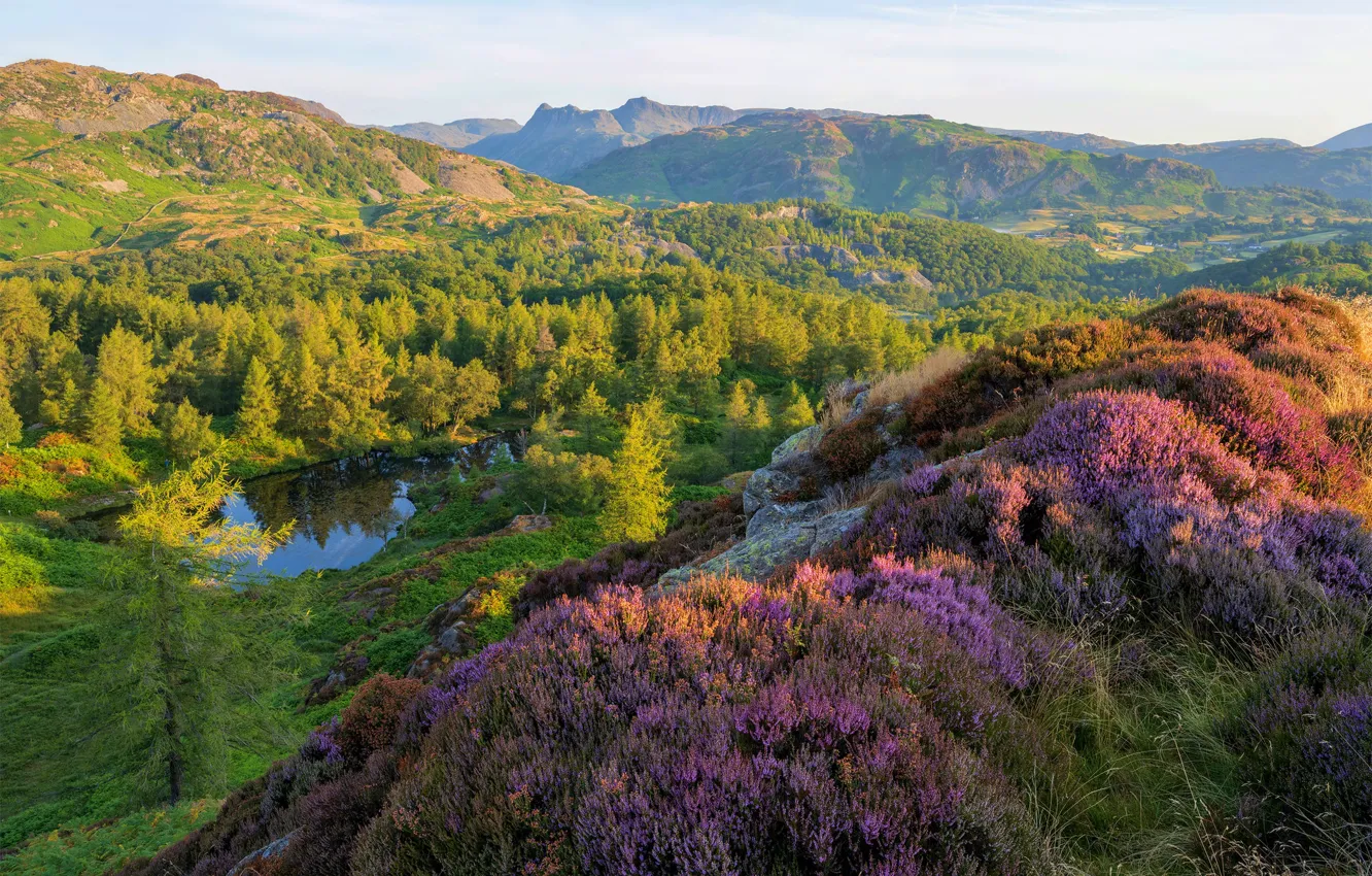 Photo wallpaper forest, mountains, hills, view, slope, Heather