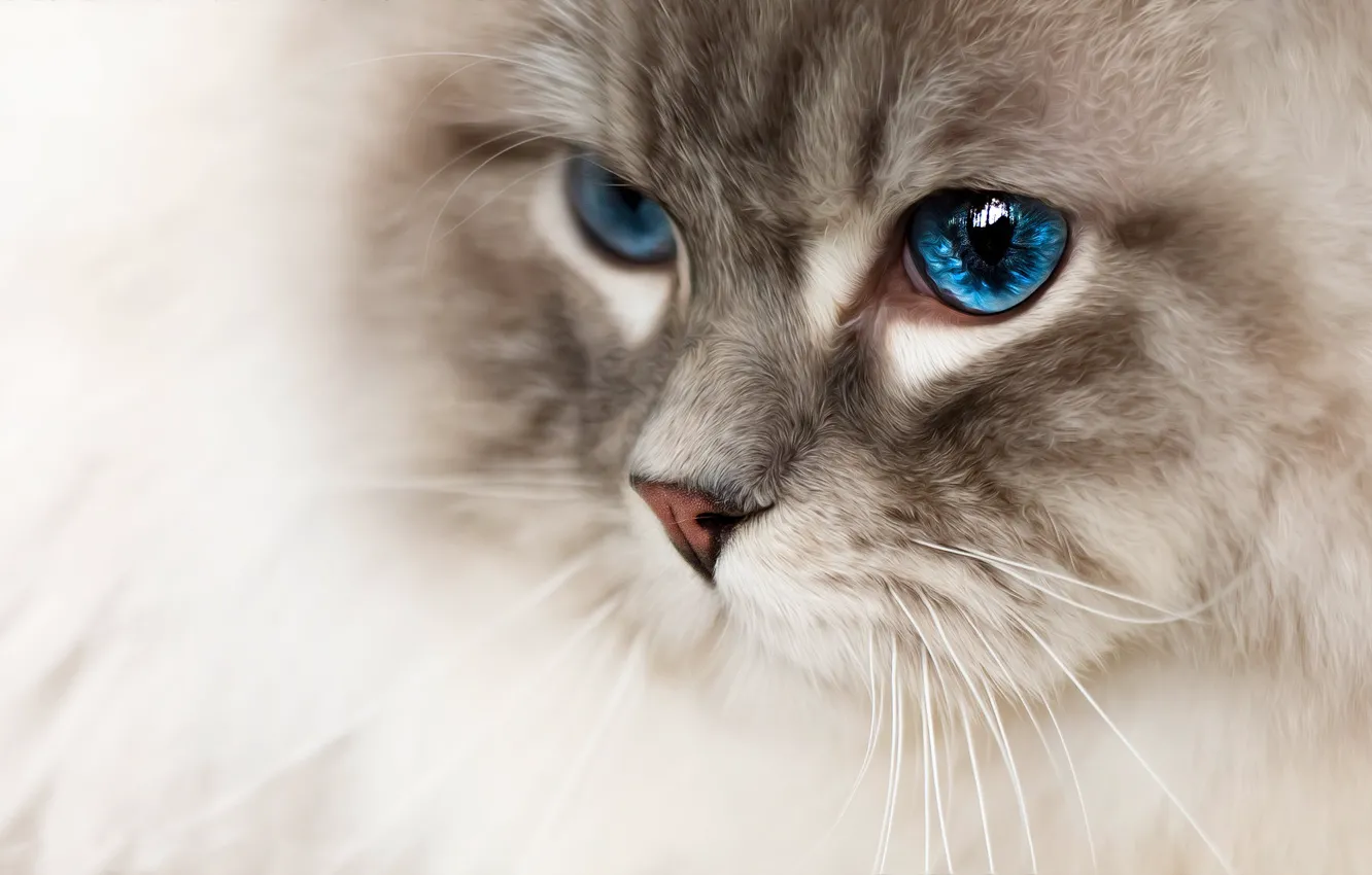 Photo wallpaper cat, cat, mustache, look, face, close-up, portrait, treatment