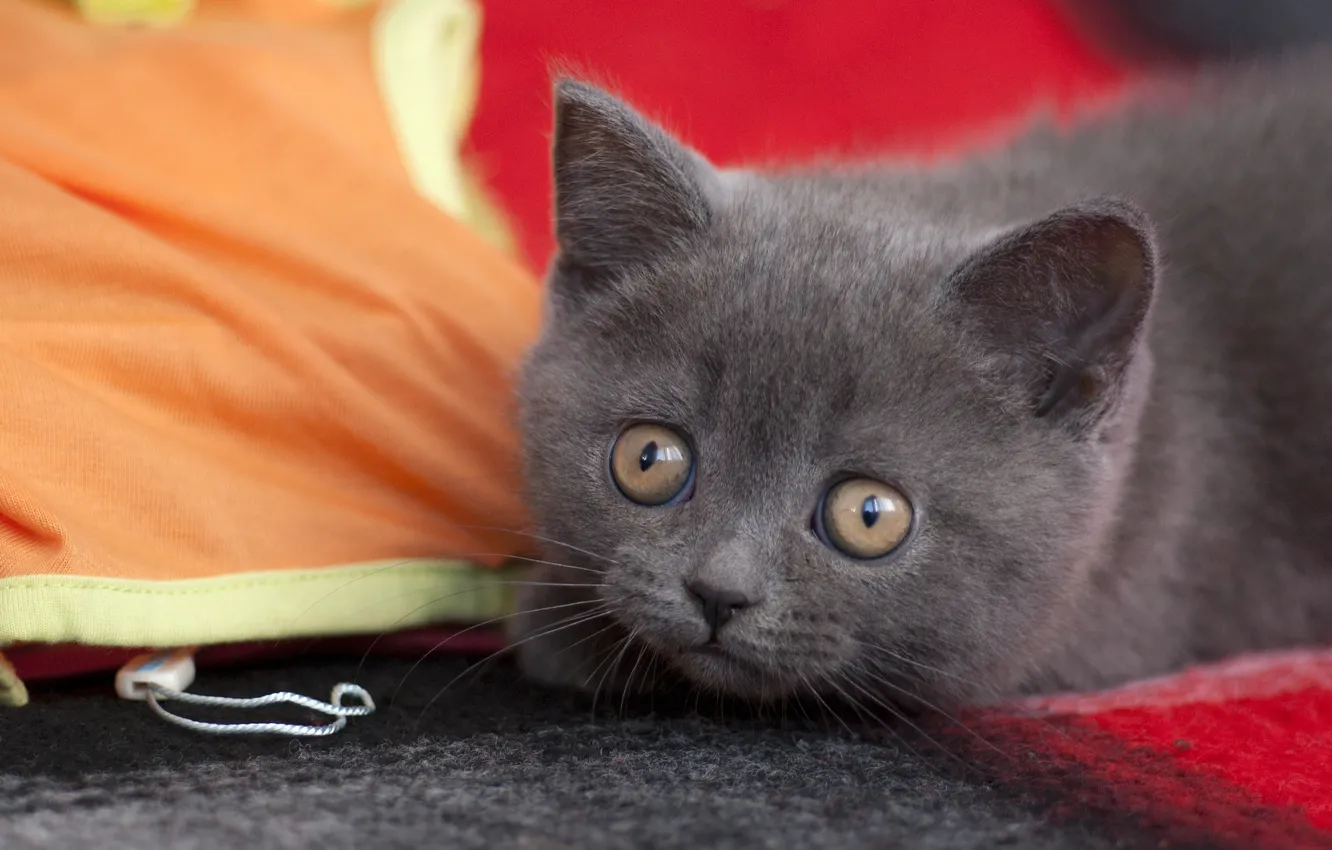 Photo wallpaper look, kitty, eyes