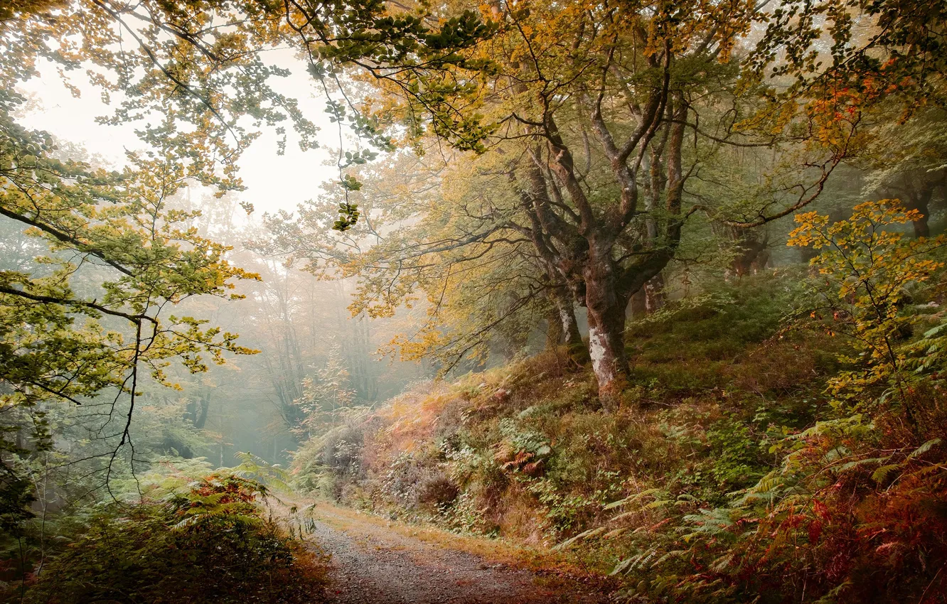 Photo wallpaper Park, light, slope, fog, trees, track, path, foliage