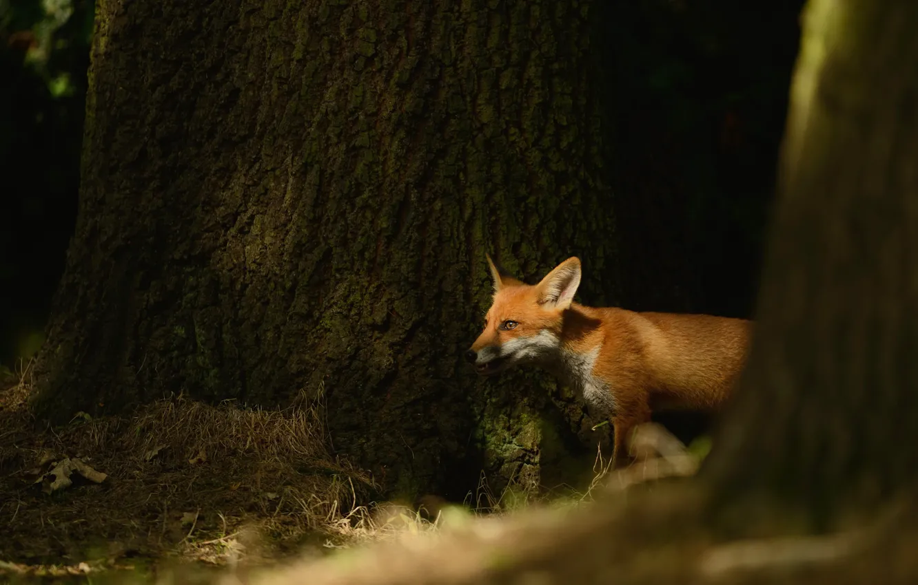 Photo wallpaper forest, look, light, trees, nature, pose, Fox, trunk