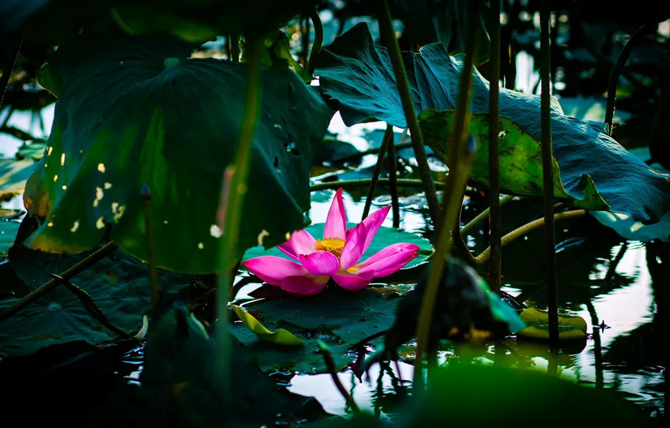 Photo wallpaper flower, leaves, the dark background, pink, Lotus, pond, bokeh
