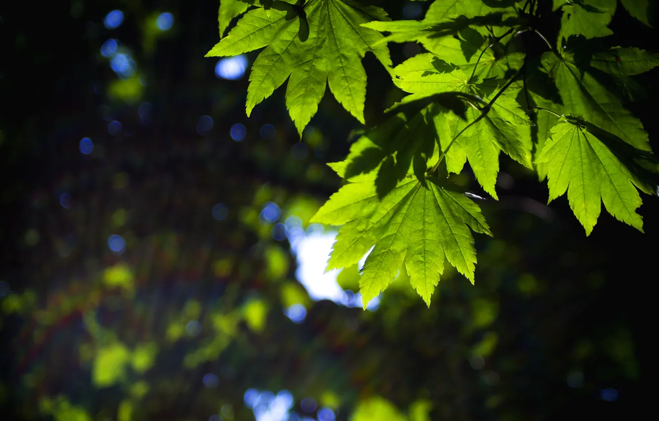 Photo wallpaper leaves, macro, green, background, widescreen, Wallpaper, blur, leaf