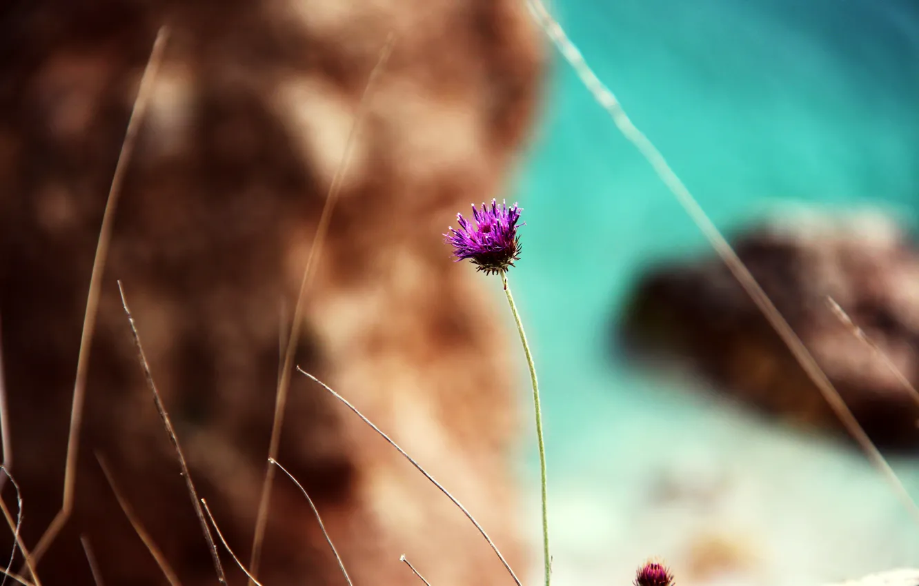 Photo wallpaper sea, beach, flower, nature, rock
