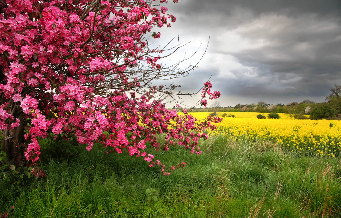 Photo wallpaper field, trees, nature, spring, flowering, nature, flowers, tree