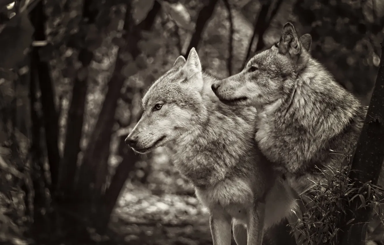 Photo wallpaper nature, Gray Wolf, face, animal, wolf, canis lupus, wildlife, head