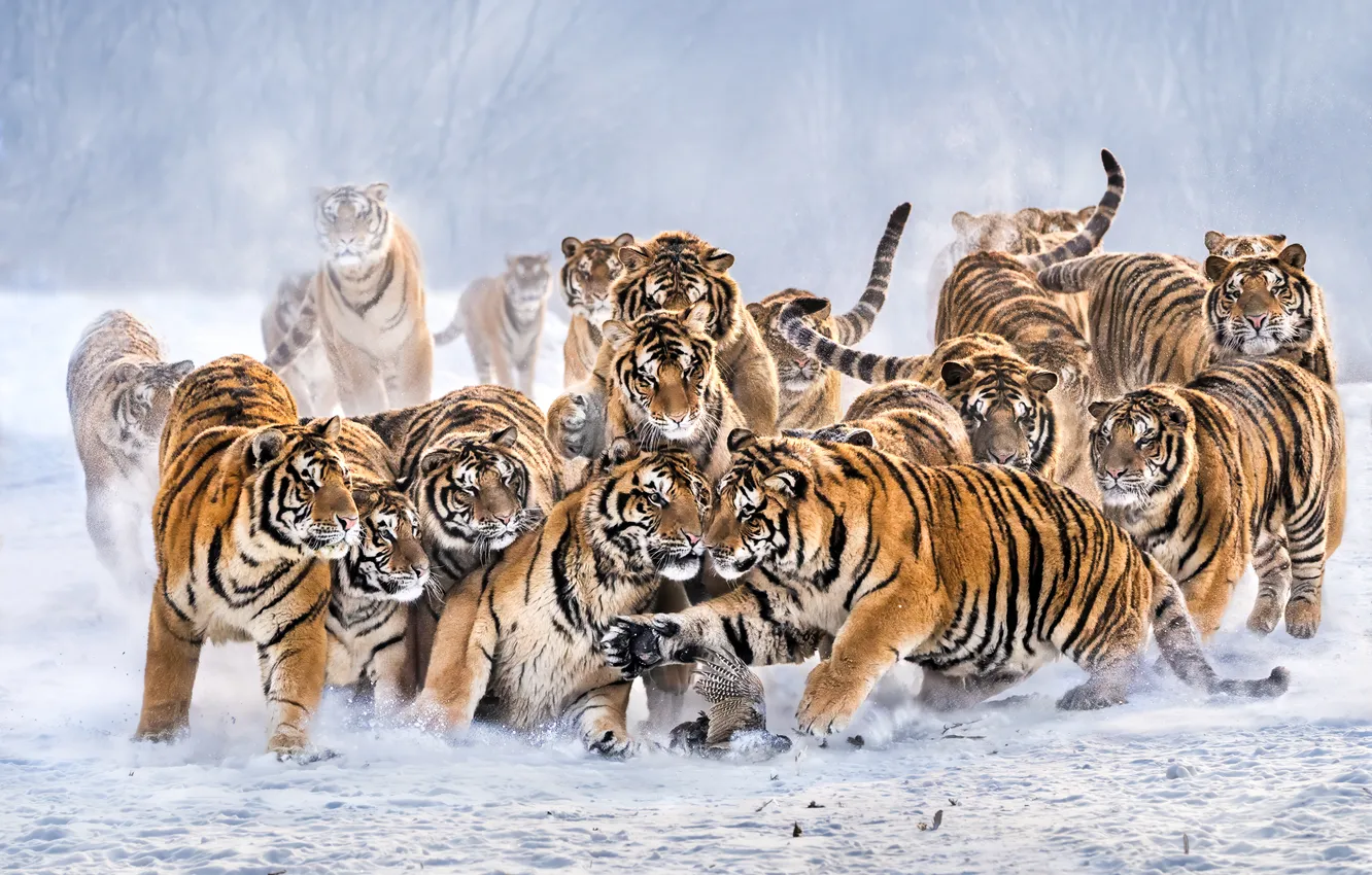 Photo wallpaper winter, snow, tiger, bird, wild cats, fun, Nikolai Mozgunov