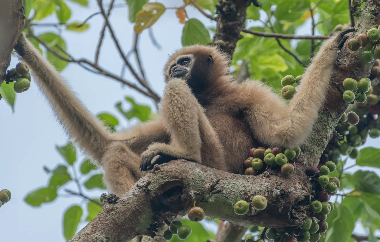 Photo wallpaper leaves, trees, branches, fruit, monkey, sitting, Gibbon