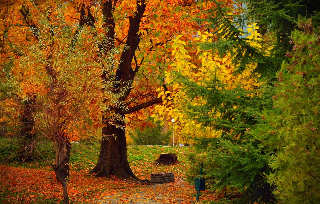Photo wallpaper autumn, trees, foliage, colors, trees, autumn, fall