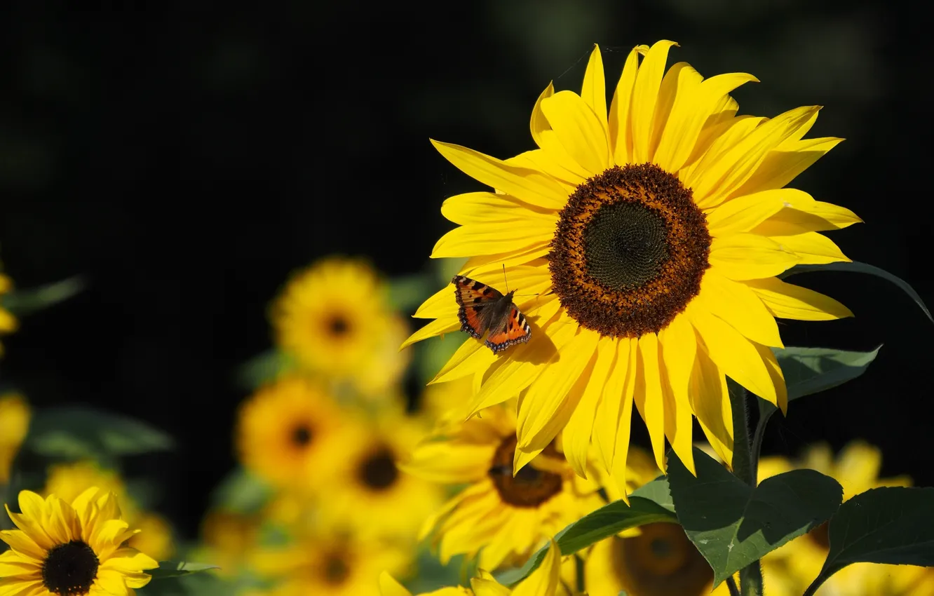 Photo wallpaper sunflowers, yellow, butterfly, wings, petals