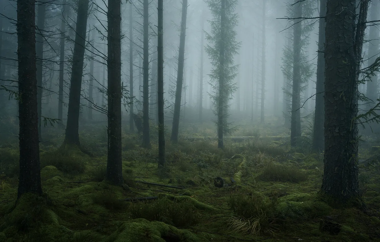 Photo wallpaper forest, trees, nature, fog, moss