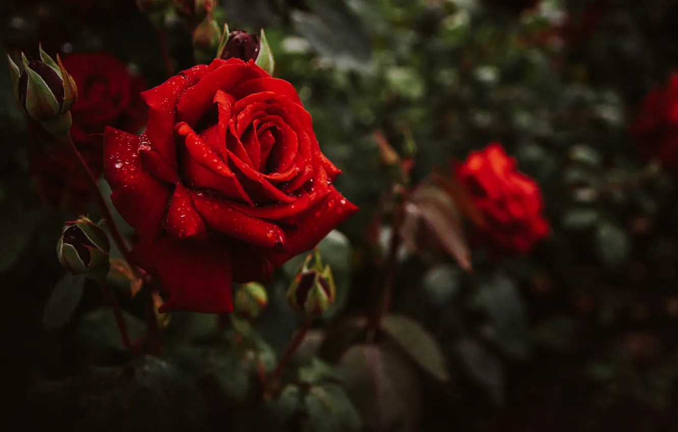 Photo wallpaper leaves, water, drops, macro, flowers, nature, roses, buds