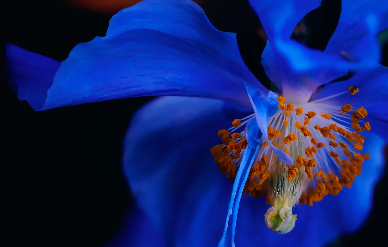 Photo wallpaper flowers, nature, Mac, petals, stamens