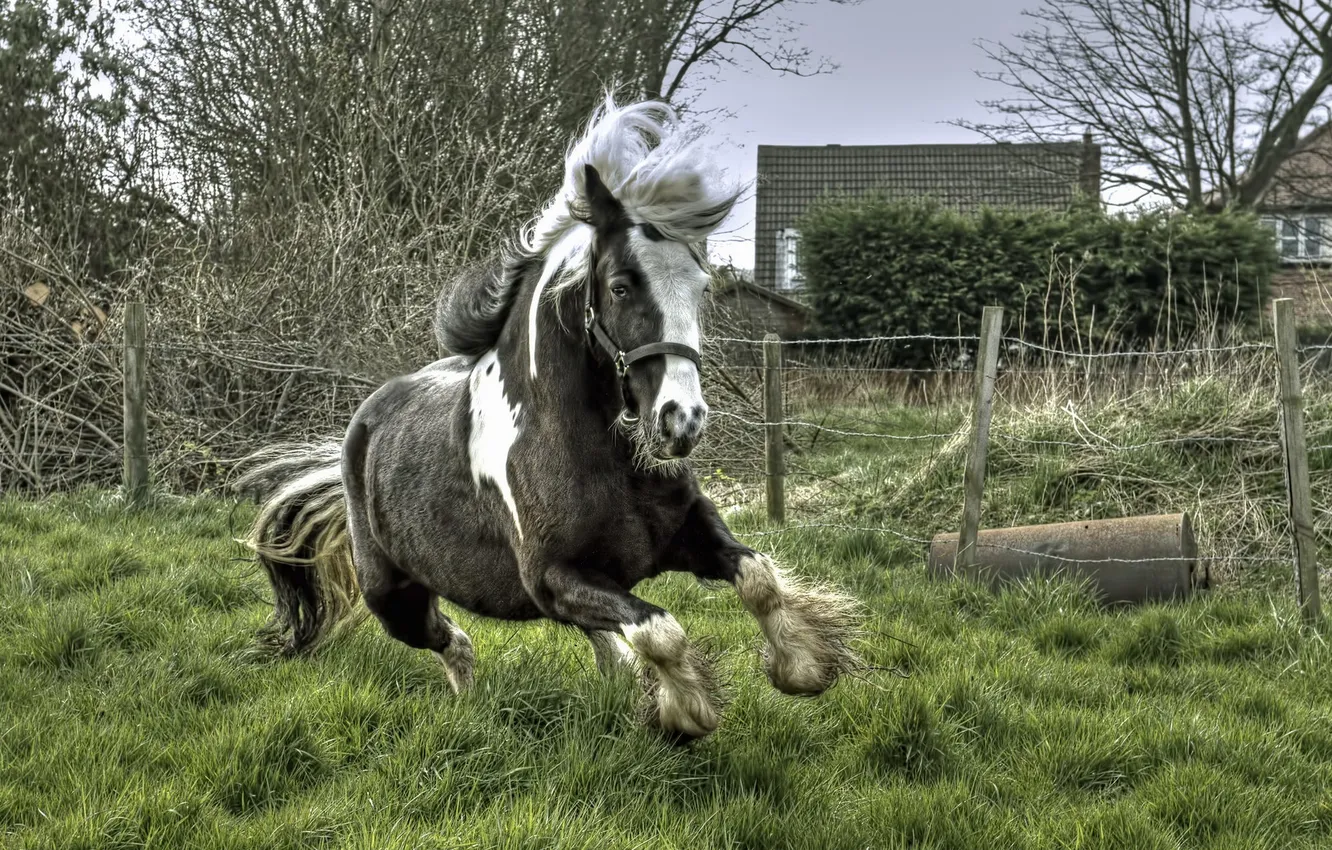 Photo wallpaper background, horse, running