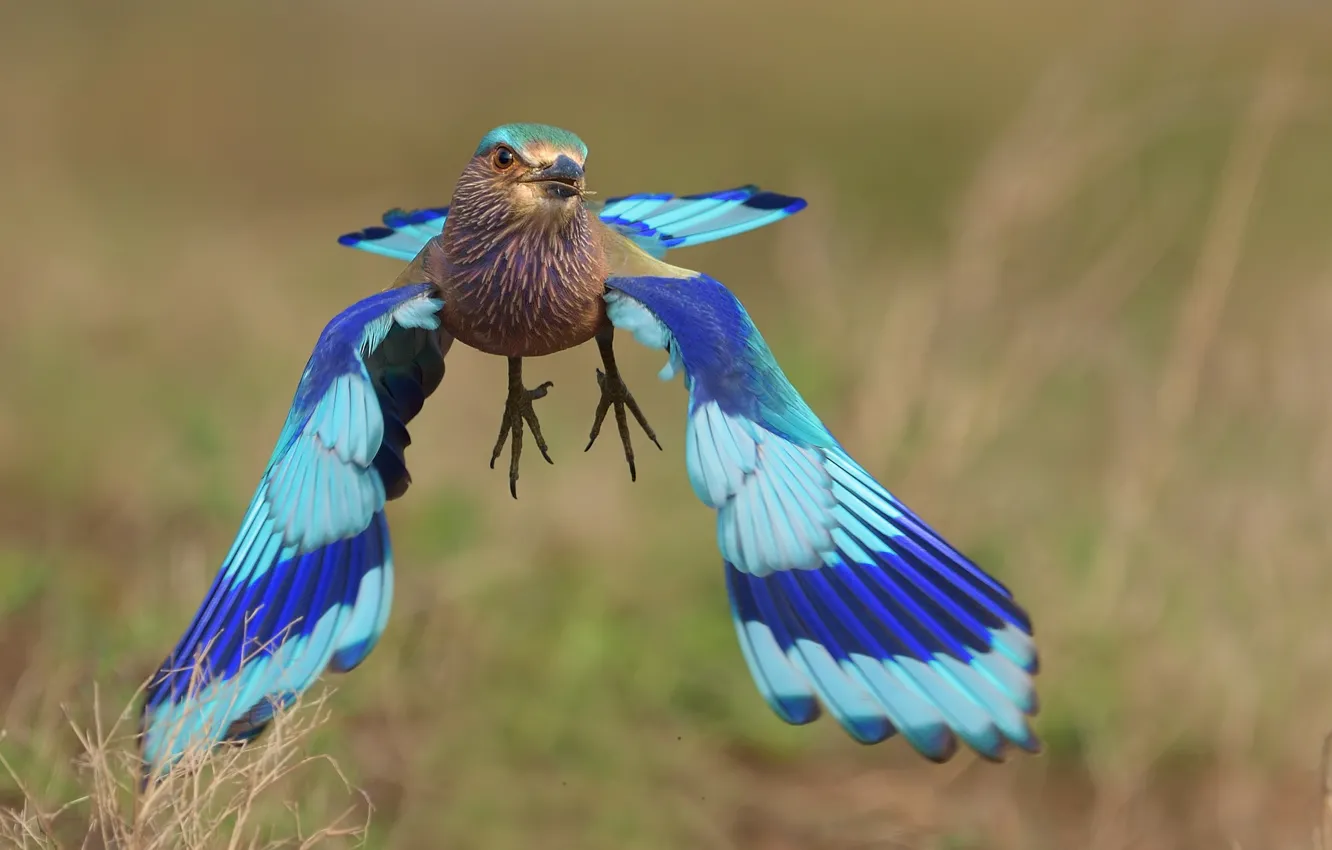 Photo wallpaper bird, blue, flight