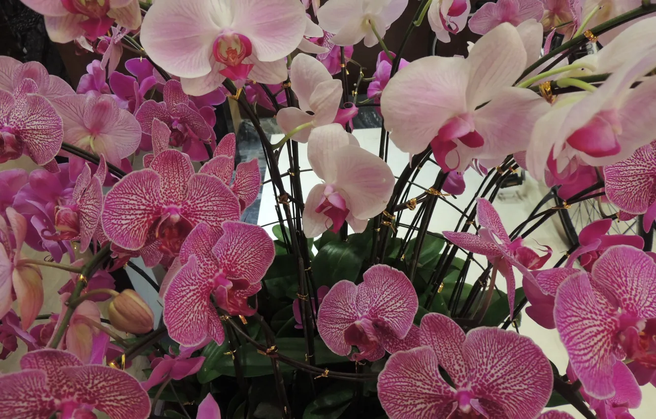 Photo wallpaper flowers, pink, Orchid