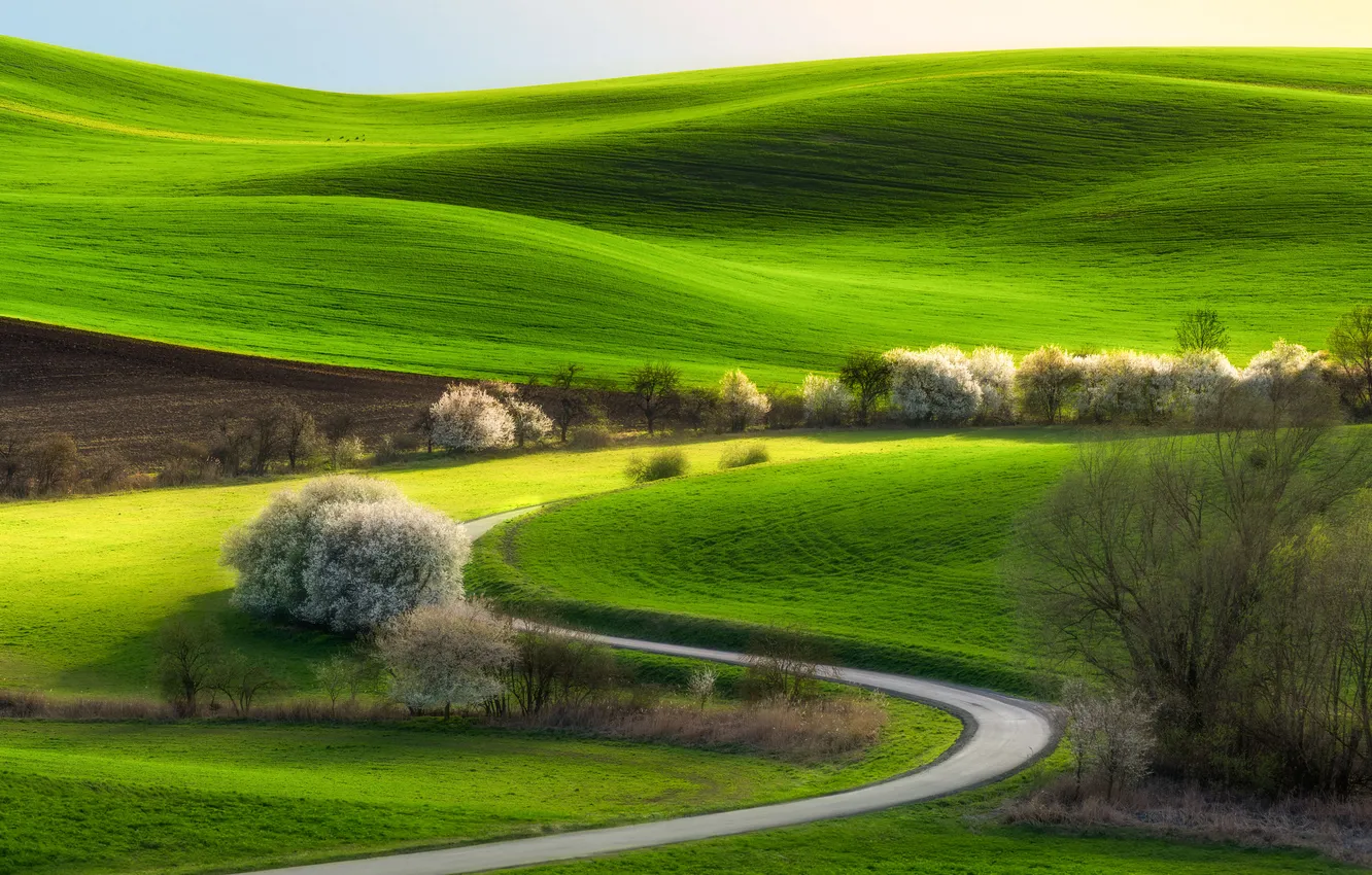 Photo wallpaper green, field, curves