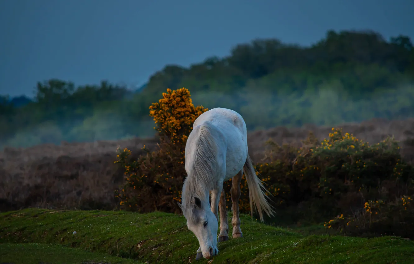 Photo wallpaper white, fog, horse, horse, morning, the bushes, grazing