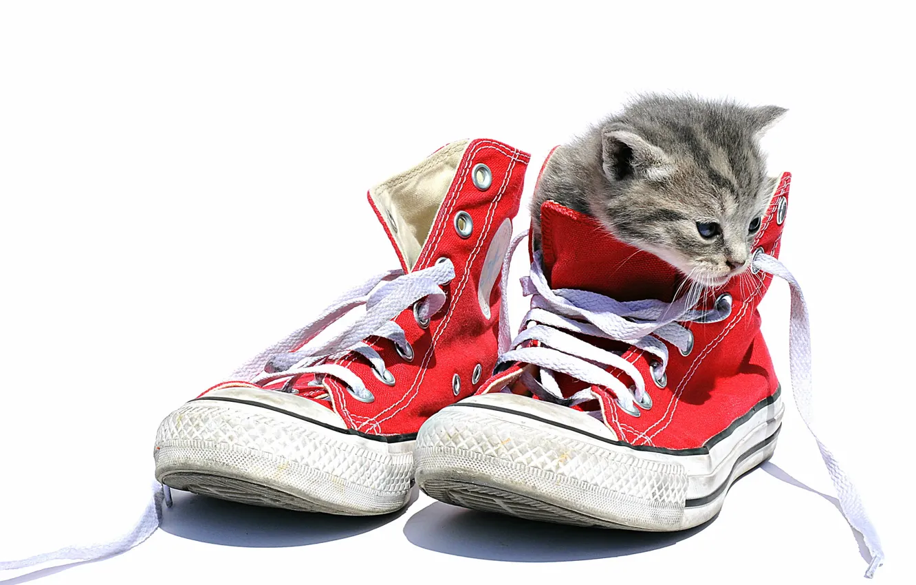 Photo wallpaper cat, background, sneakers